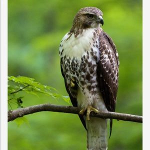 Meet your Posher, Carrie